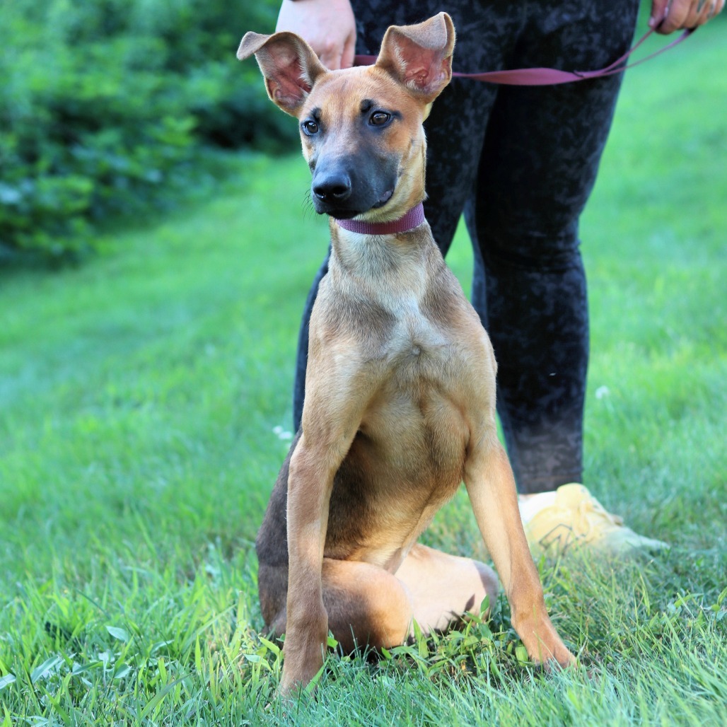 CT Hally (Foster in Tolland, CT)