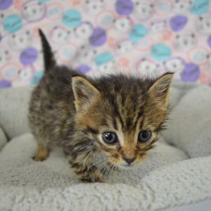 Sansa, Baby Male unknown
