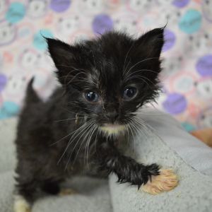 Jon Snow, Baby Male Domestic Medium Hair