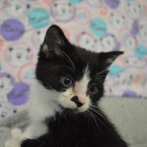 Hodor, Baby Male unknown