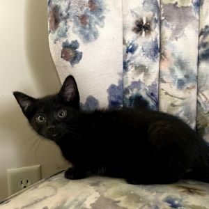 Duncan