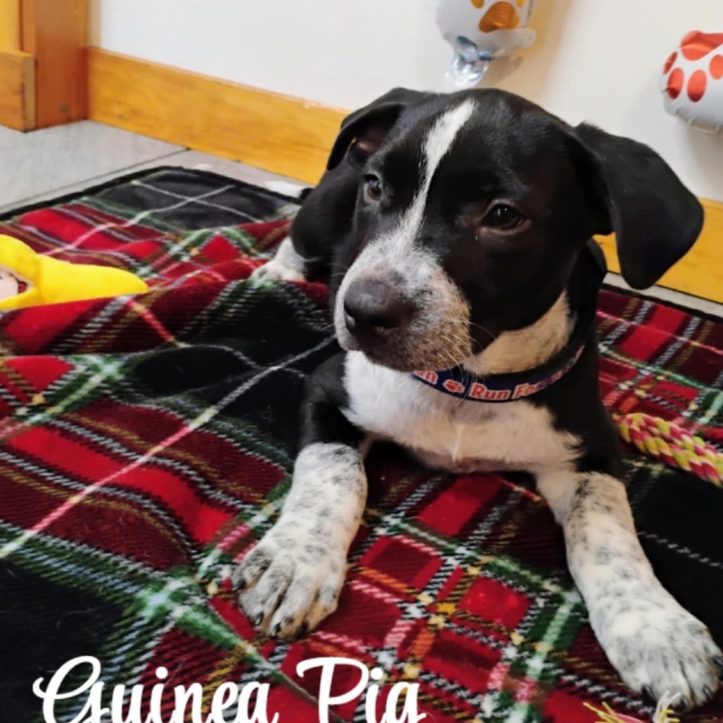 Guinea Pig
