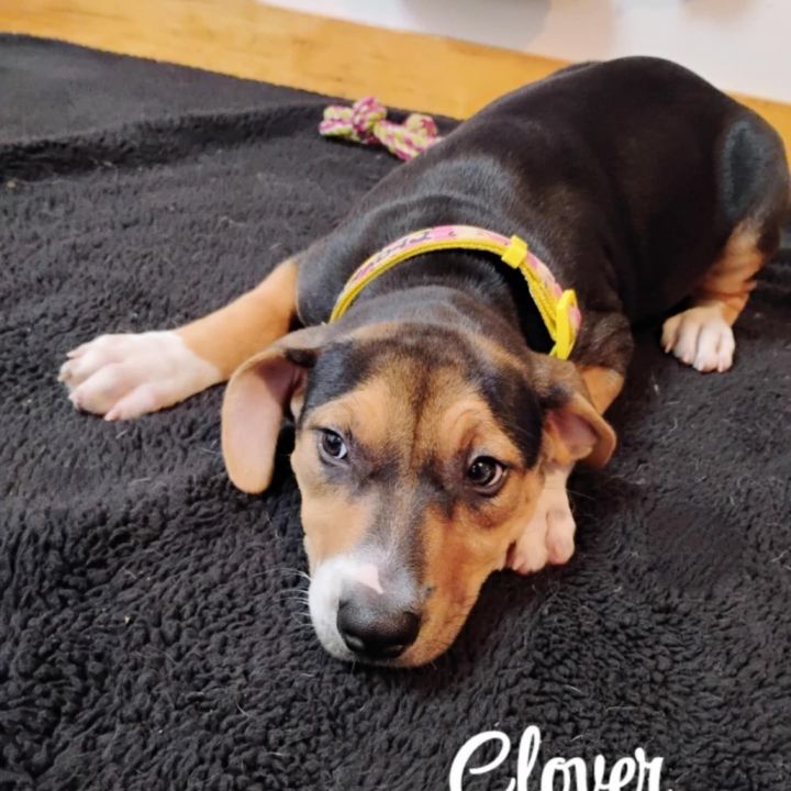 Clover 2