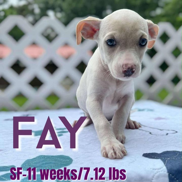Fay 2