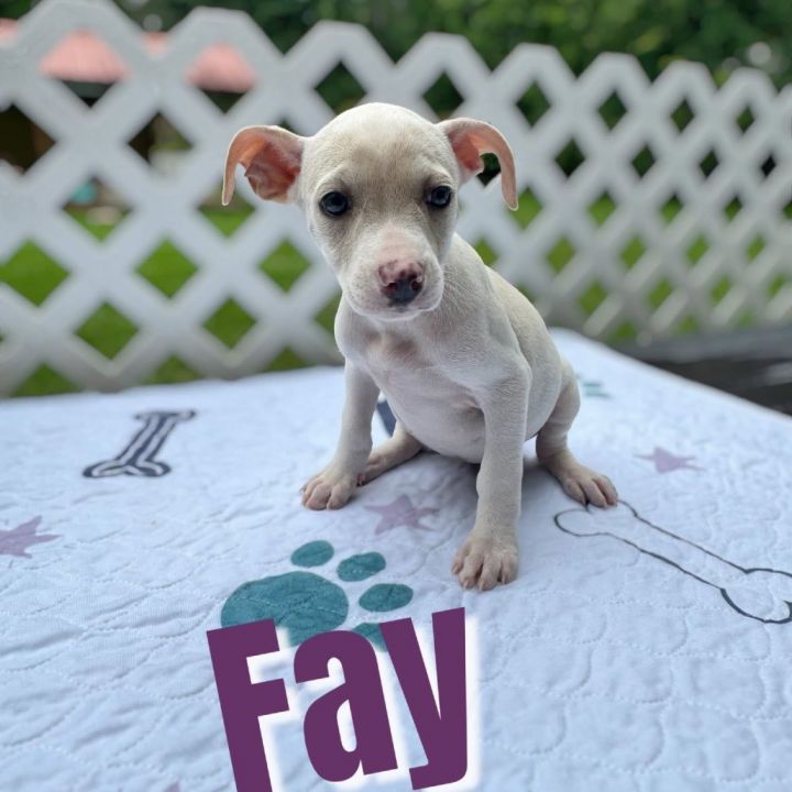 Fay 5