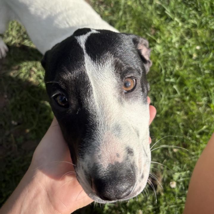 Toby 1