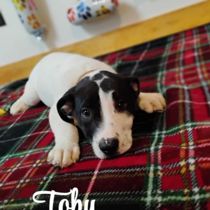 Toby 2