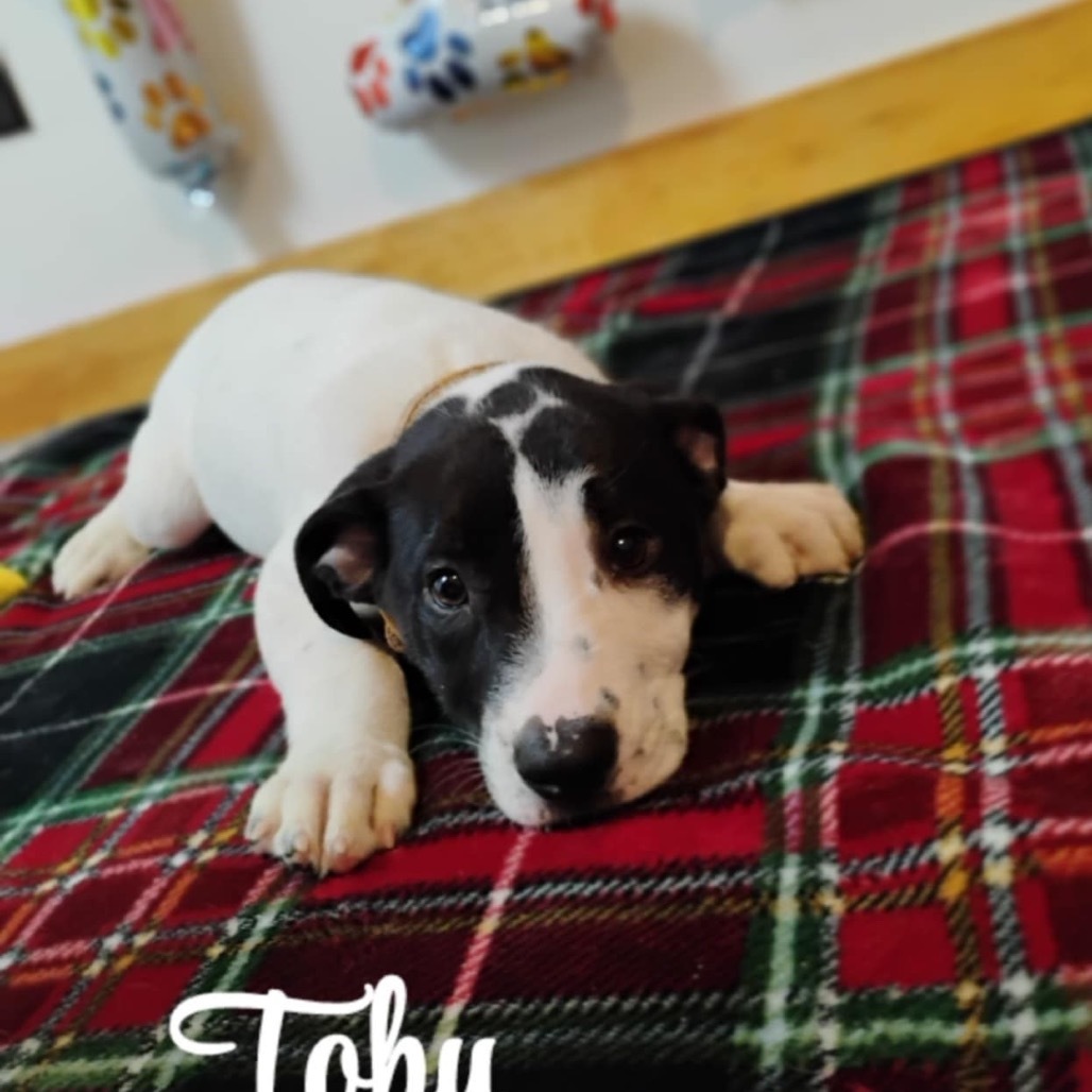 Toby