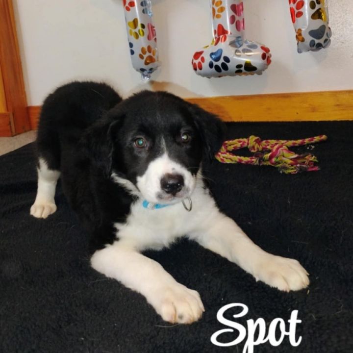 Spot 2