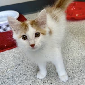 Confetti, Baby Male Domestic Long Hair