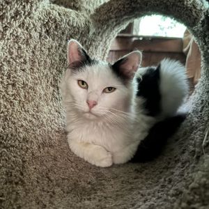 Milo