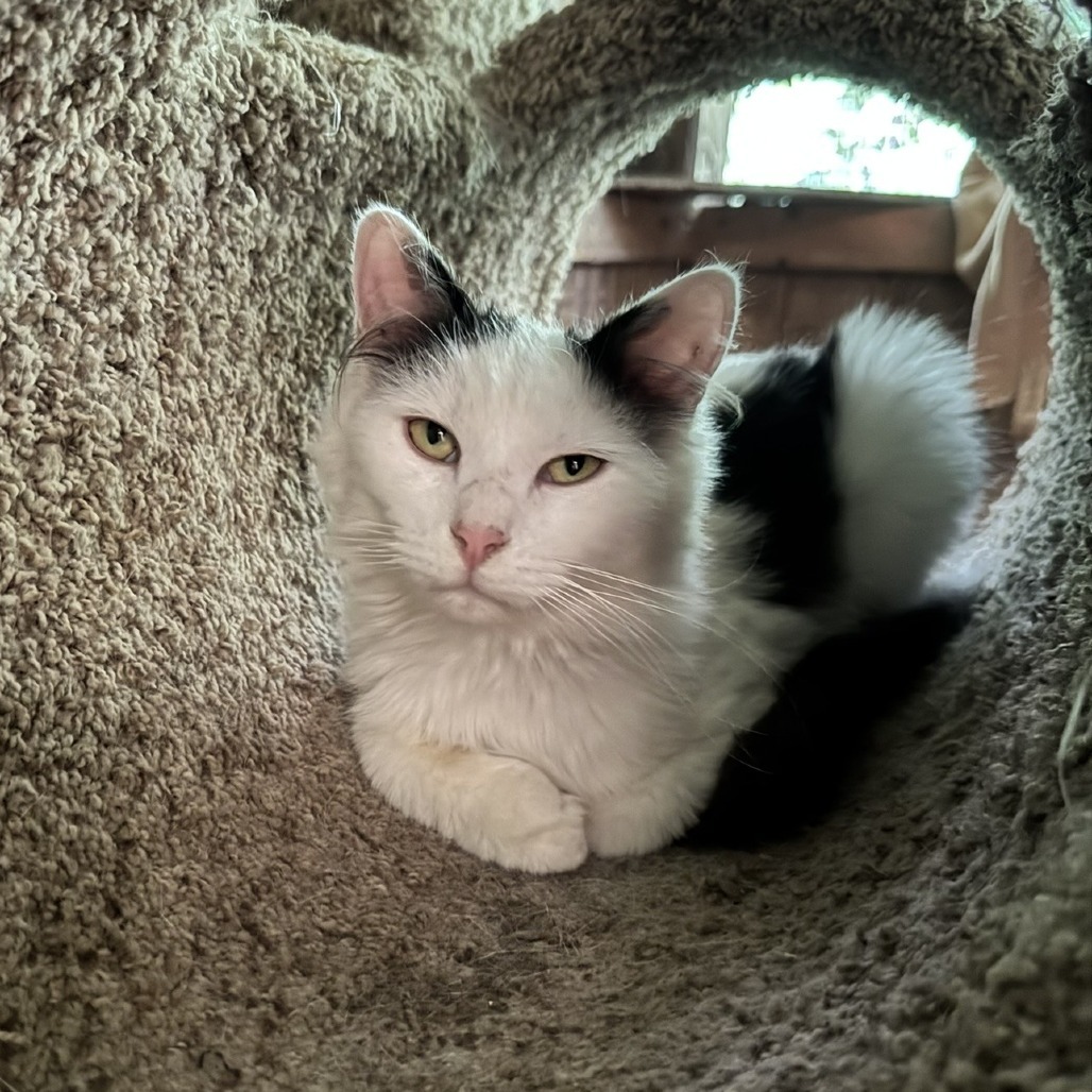 Milo