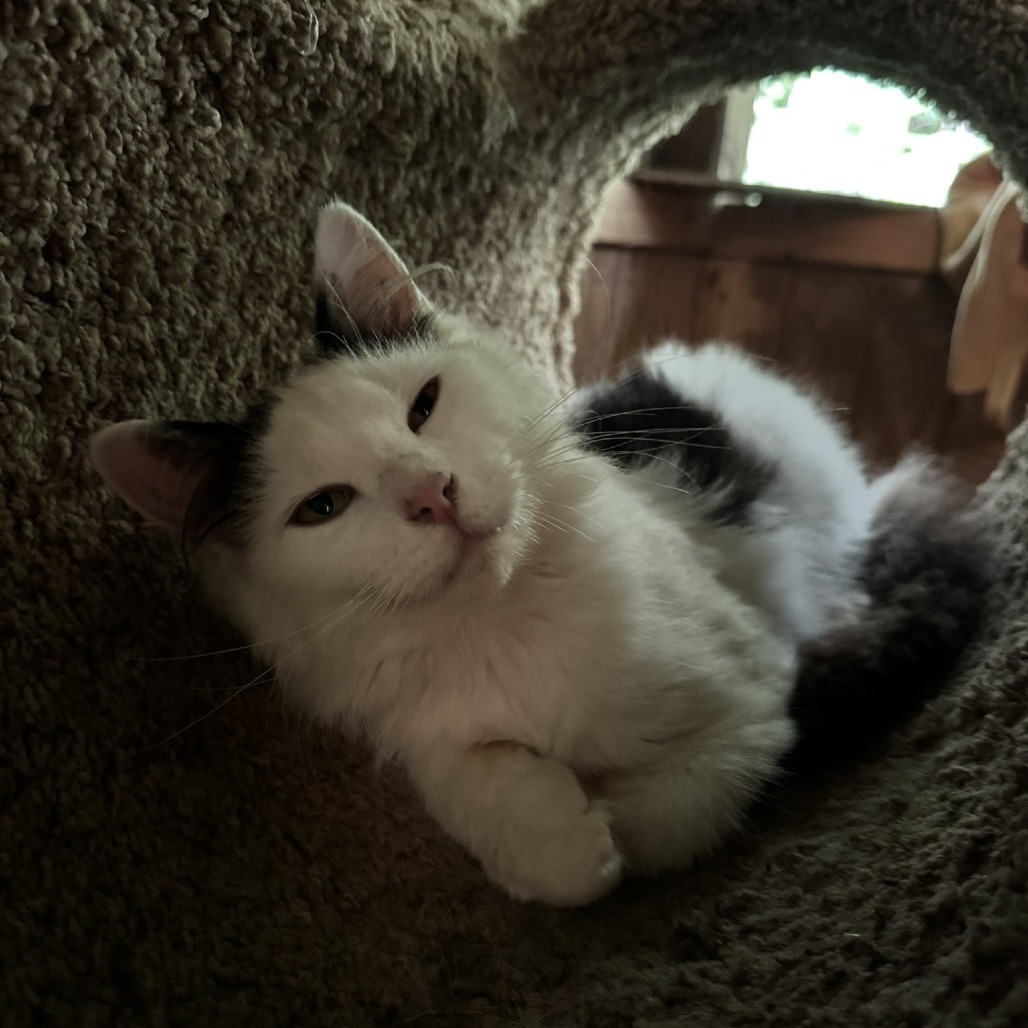 Milo