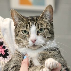 Ivy, Adult Female Domestic Short Hair