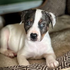 Addie