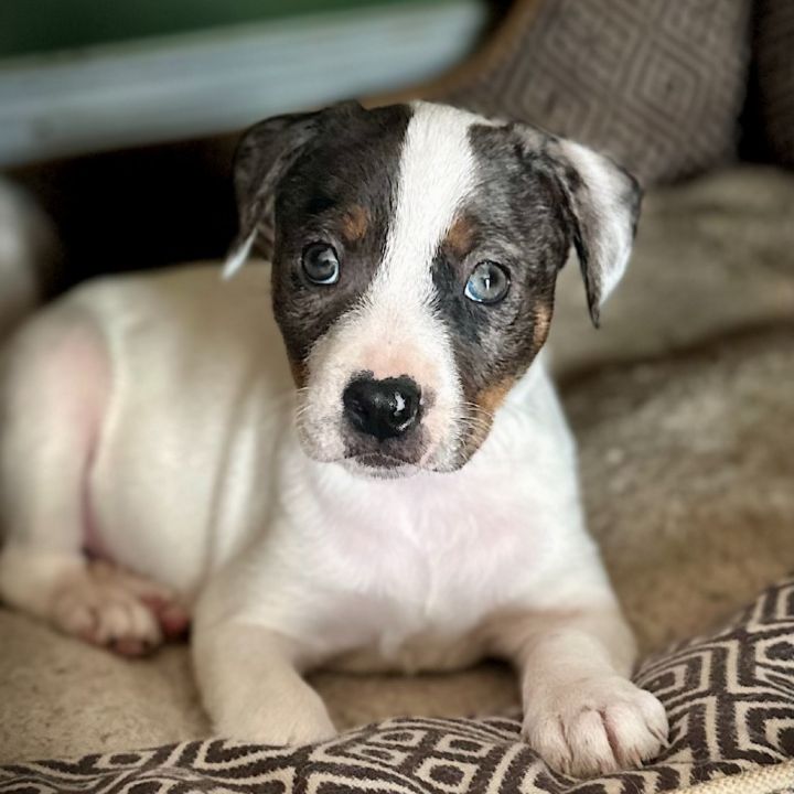 Addie 1