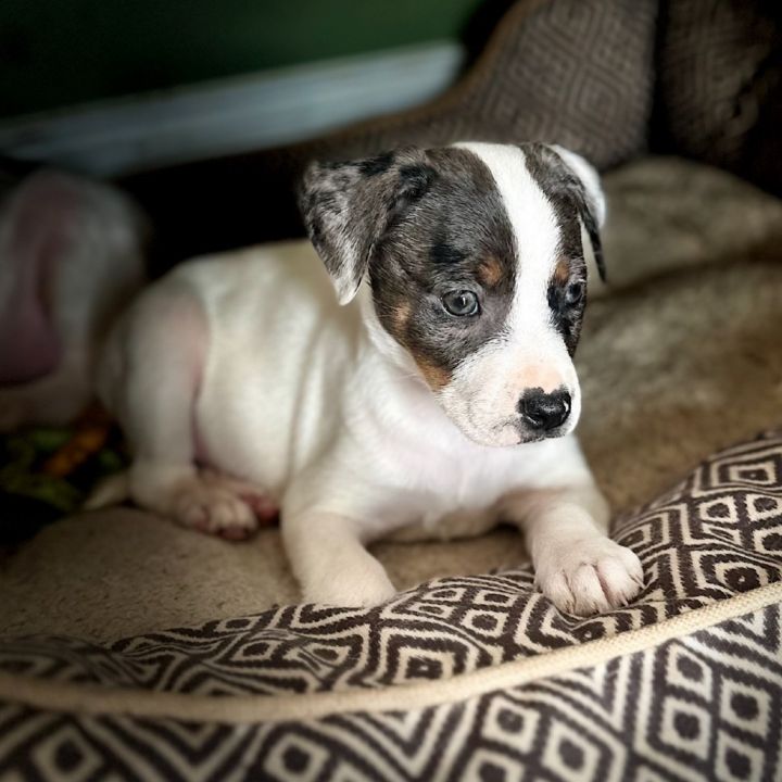 Addie 3