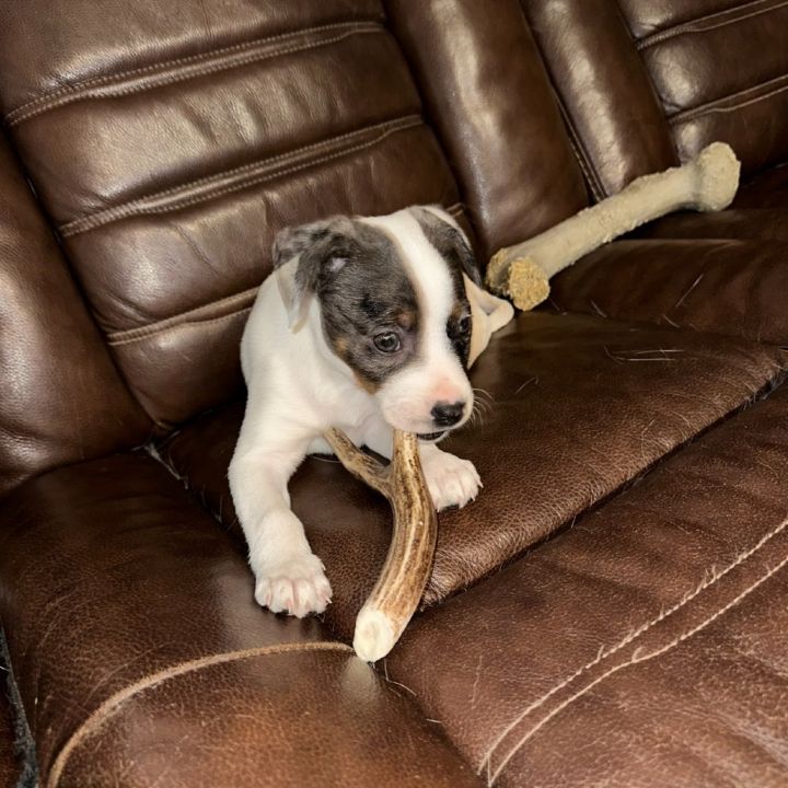 Addie 4