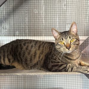 Sandy, Young Male Domestic Short Hair