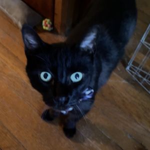 Forte is the most polite and friendly gentleman Forte is a senior cat in his golden years at the a