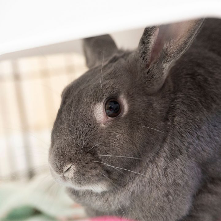 Maru 1