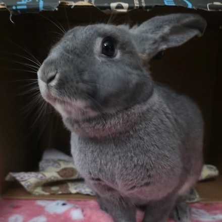 Maru 6