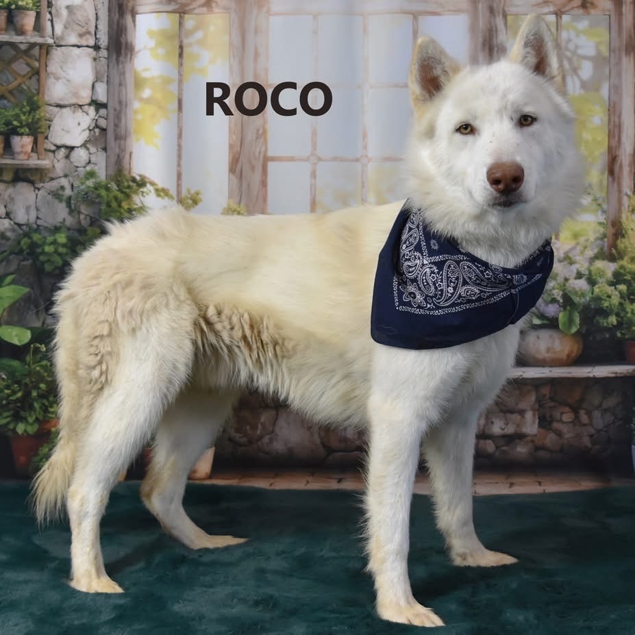 Roco