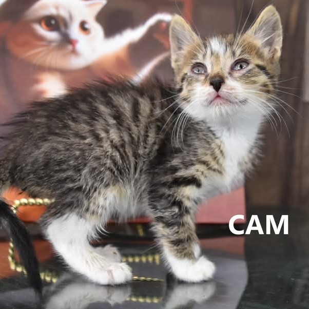 Cam