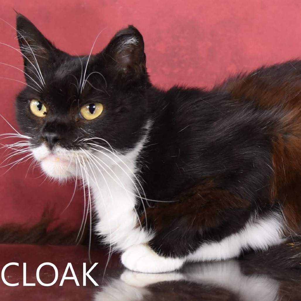 Cloak