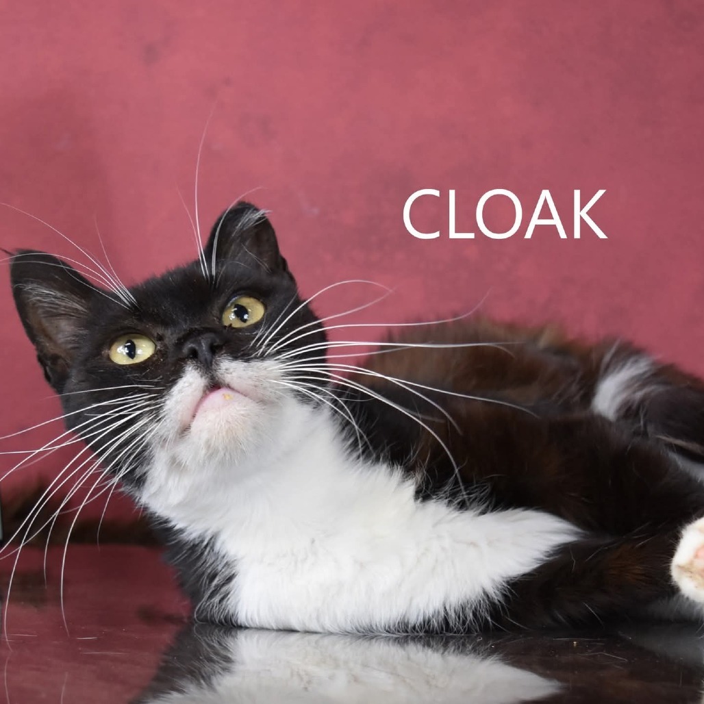 Cloak