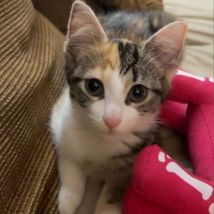 Alice, Young Female Domestic Short Hair