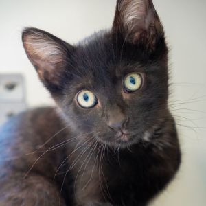 Farquaad, Baby Male unknown