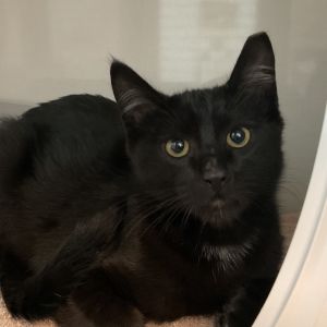 Meet Lucky a handsome boy with a name that tells only part of his story Rescued from tough beginni