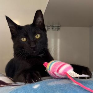 Meet Lucky a handsome boy with a name that tells only part of his story Rescued from tough beginni
