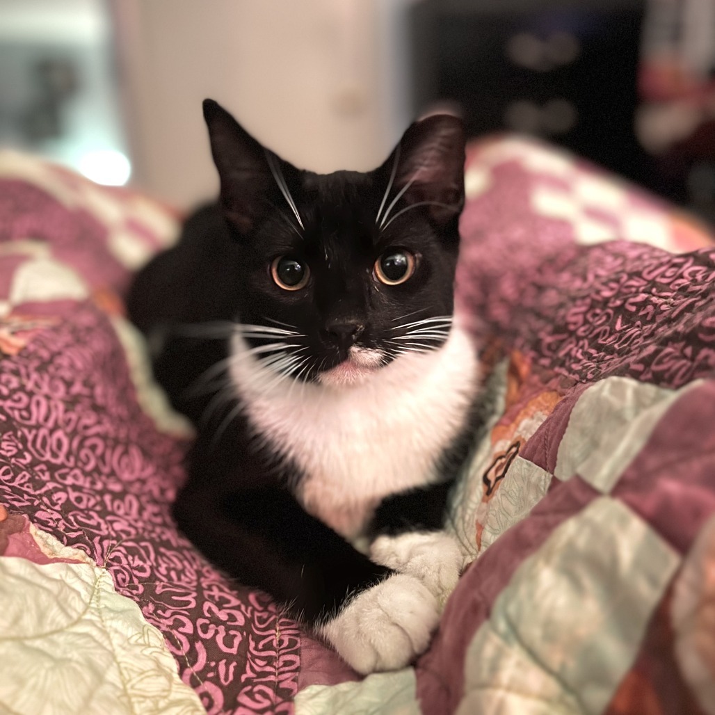 Alfie
