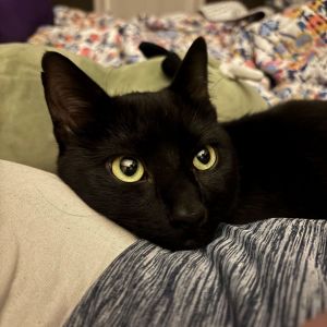 Gremlin, Adult Male Domestic Short Hair