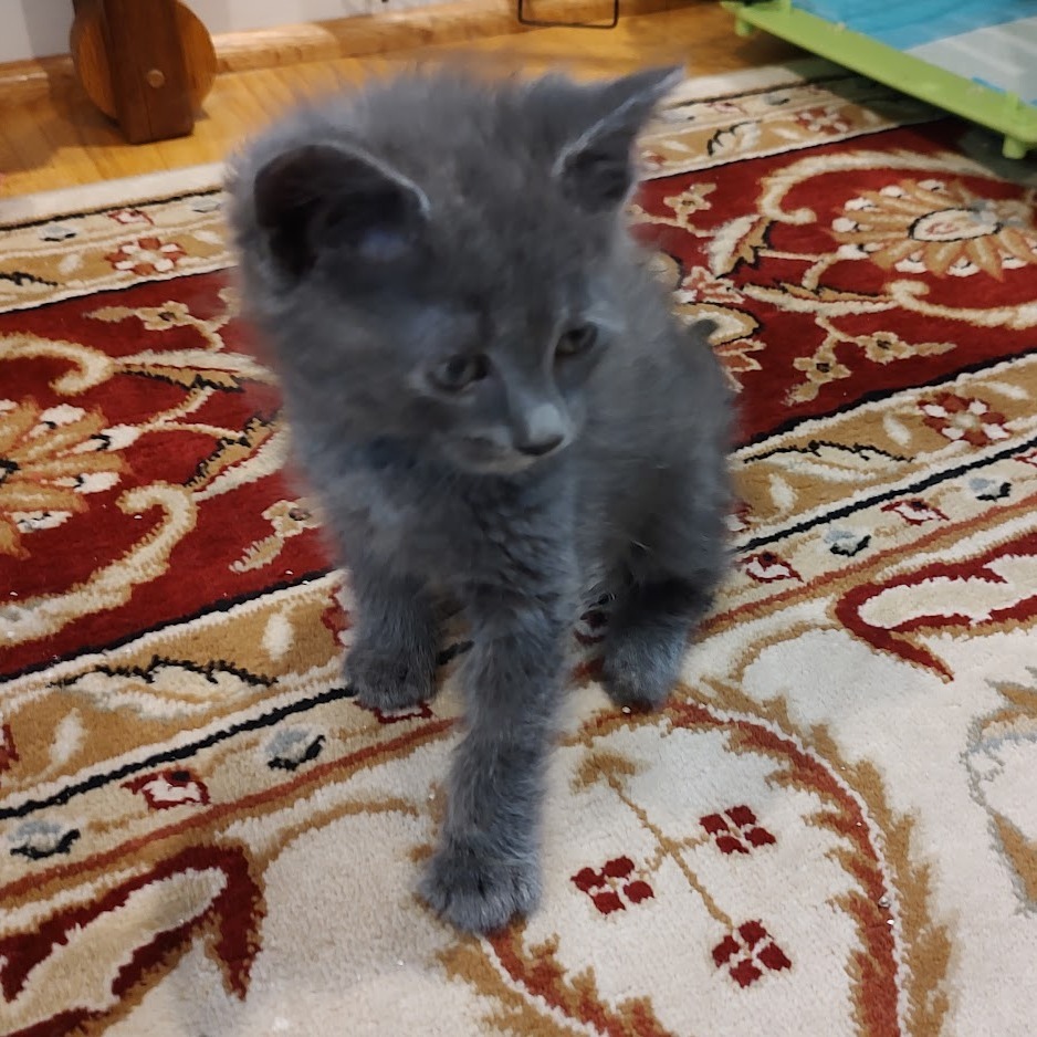 Slate