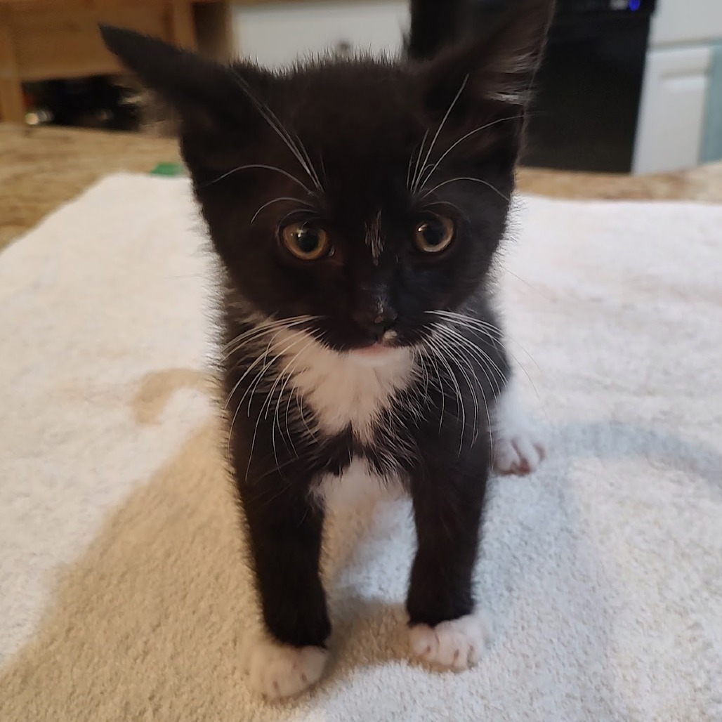 Uhtred of Bebbanburg