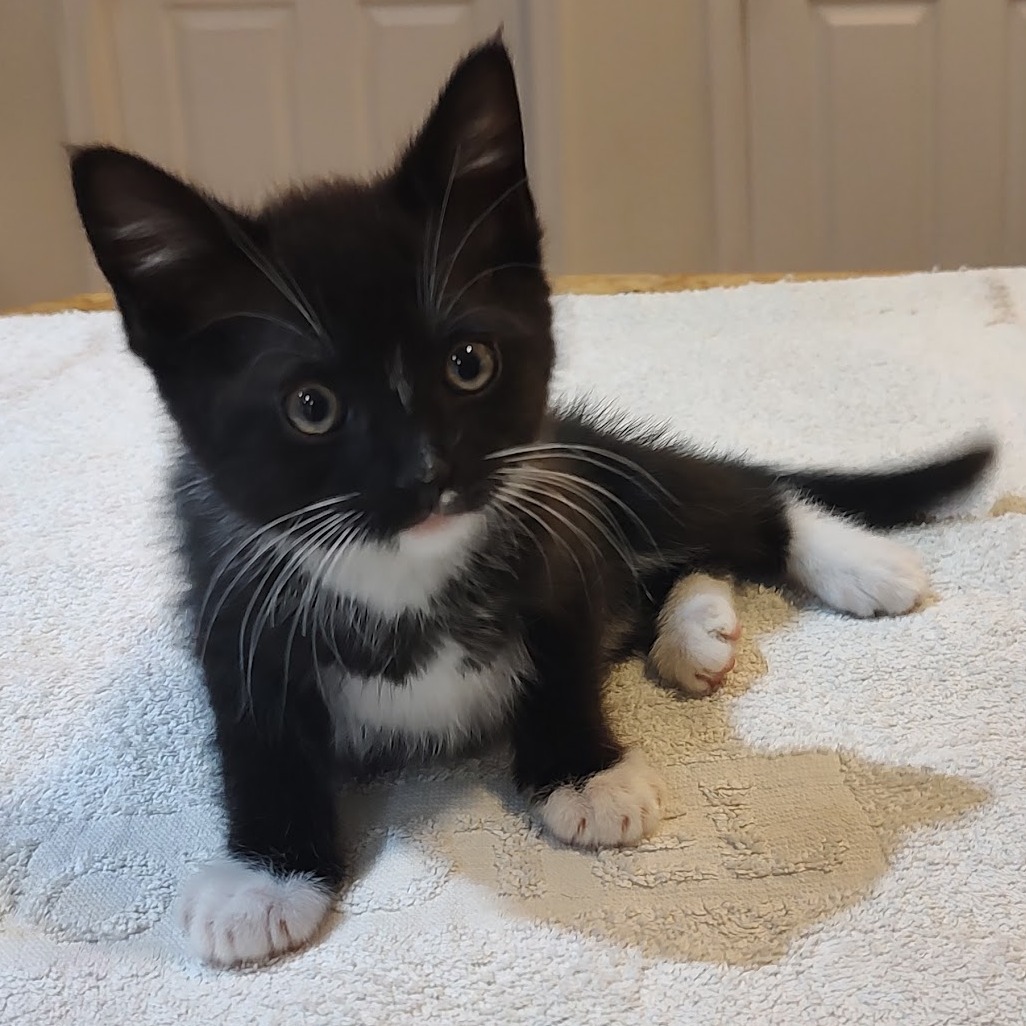 Uhtred of Bebbanburg