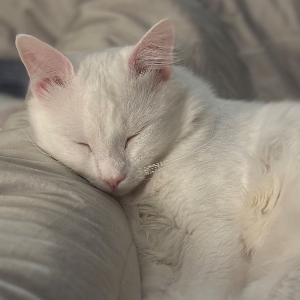 Snowball