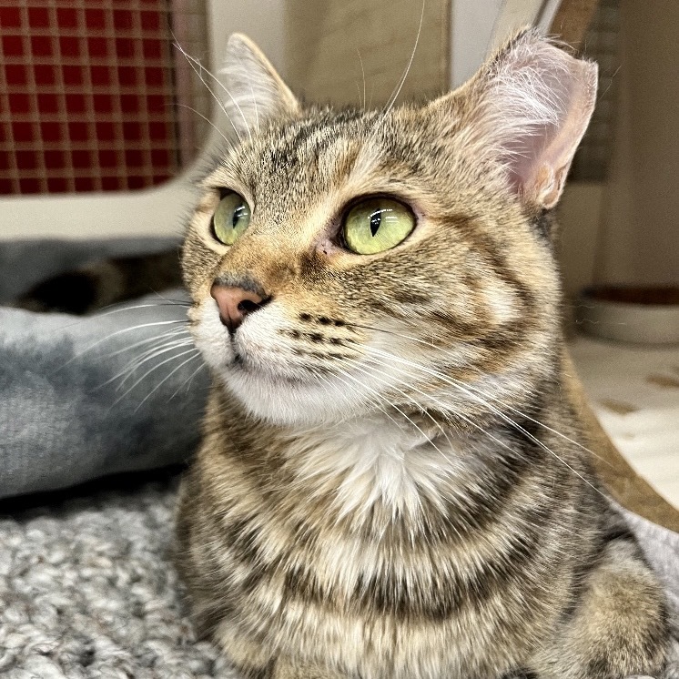 Kai Tarkitty