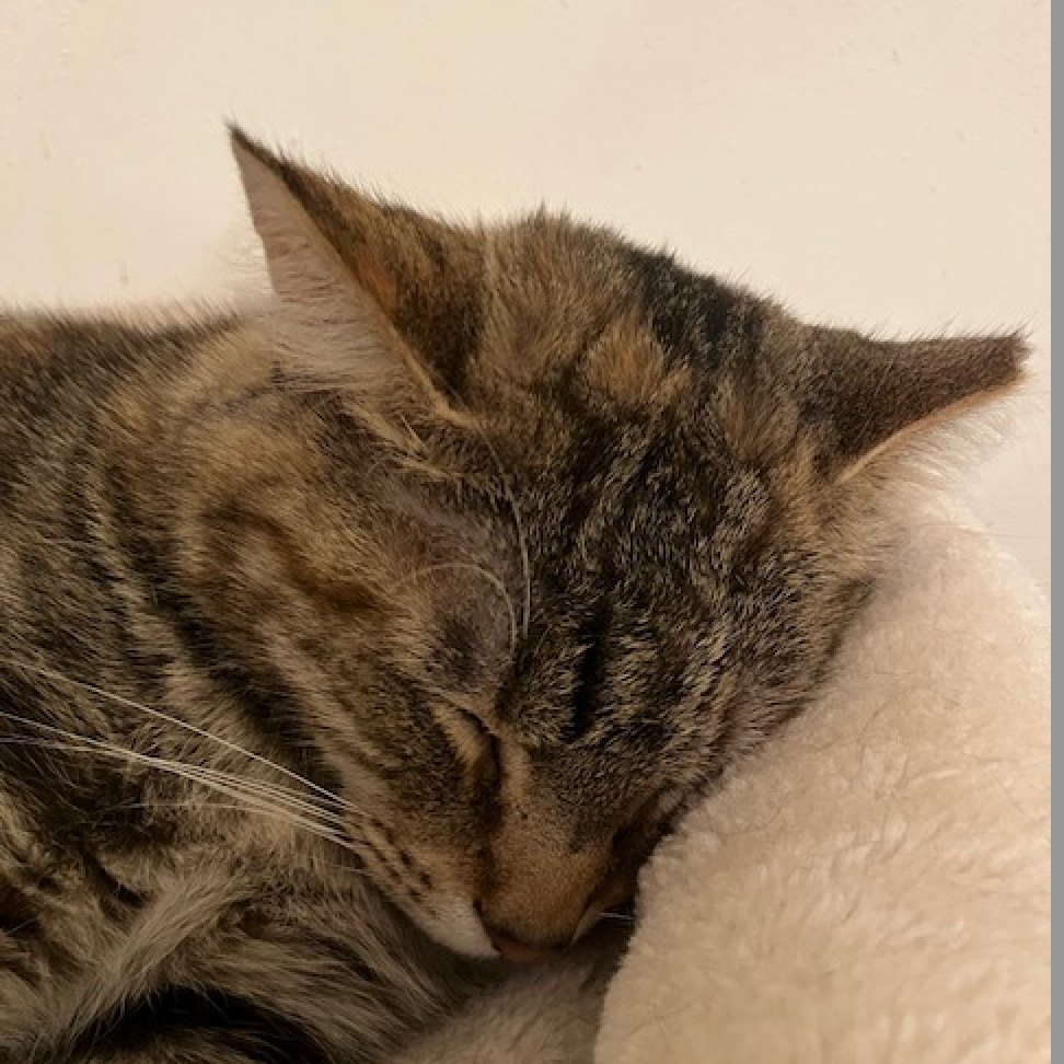 Kai Tarkitty