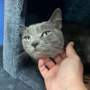 Paris, Adult Female Domestic Short Hair
