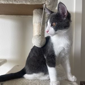Meet Caesar - a true distinguished gentleman This handsome kitty has a gentle observant nature He