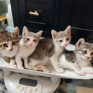 Max, Baby Male Domestic Short Hair