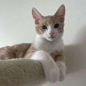 Meet Julius a ray of sunshine in cat form This bundle of joy embodies the classic orange cat perso