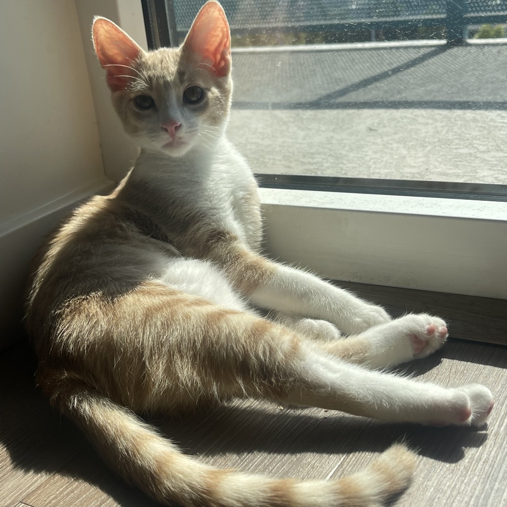 Julius