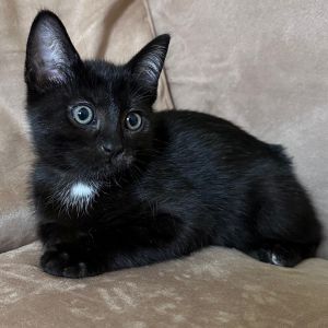 Polly - The Gentle Star with a Shimmering Heart Named for Pollux the soft and steady twin Polly may