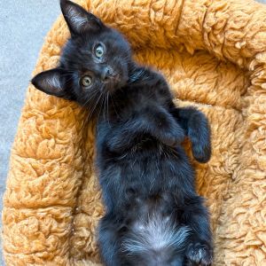 Cassie - The Shooting Star with a Rocket-Purr Named for Castor the bold and adventurous twin Cassie
