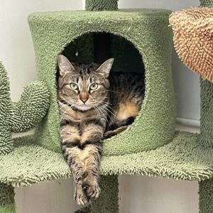 Janice, Adult Female Domestic Short Hair